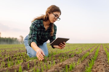 Woman Farmer on a green wheat field with a tablet in his hands. Smart farm. Concept of gardening, ecology, technology.