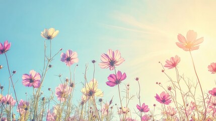 Vibrant Cosmos Flowers Blooming Against Serene Sky