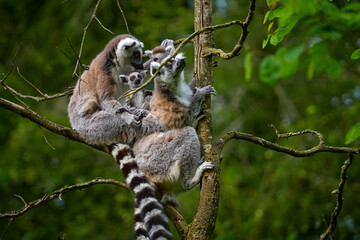 Family of ring tailed lemurs (catta lemurs) on tree