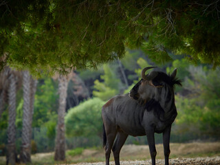 Obraz premium Wildebeest is pose in nature (Connochaetes taurinus)