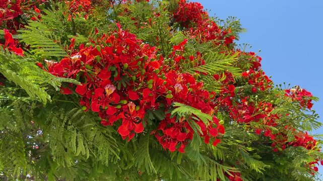 Close up of the vibrant red flowers of the flamboyant tree (Delonix regia), stunning beauty of tropical flame tree blossoms