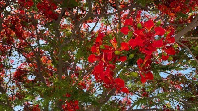 Close up of the vibrant red flowers of the flamboyant tree (Delonix regia), stunning beauty of tropical flame tree blossoms