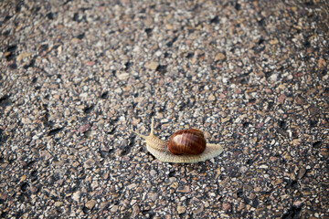 ślimak winniczek na drodze , Helix pomatia	