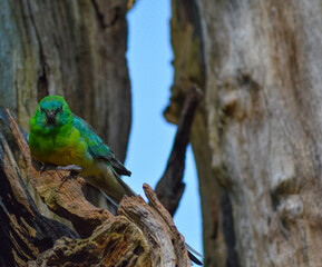 Red Rumped Parrot In Tree