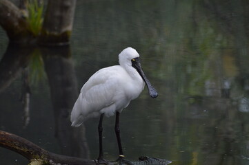 Royal Spoonbill