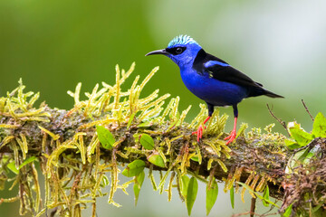 Red-legged Honeycreeper (Cyanerpes cyaneus) male with breeding plumage, perched in tree, Costa Rica.