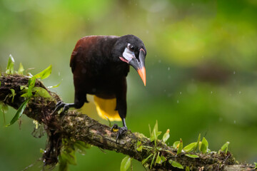 Montezuma Oropendola (Psarocolius montezuma) perched on a branch, Costa Rica.