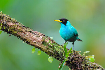 Green honeycreeper (Chlorophanes spiza) male perched on a branch, Costa Rica.