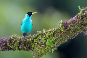 Green honeycreeper (Chlorophanes spiza) male perched on a branch in tropical rain forest, Costa Rica.