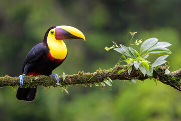 Black-mandibled toucan (Ramphastos ambiguus) perched on a branch with moss and bromeliad, Costa Rica.