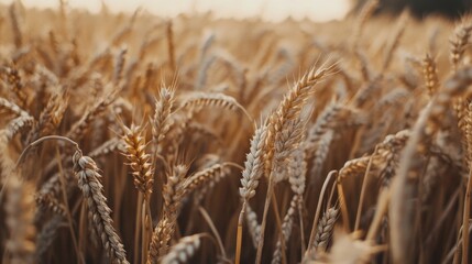 Fototapeta premium Secluded Field of Golden Wheat with Overcast Sky
