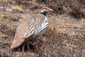 Himalayan snowcock walking among dried shrub in Thame valley, Nepal.