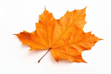 Autumn leaves maple plant.