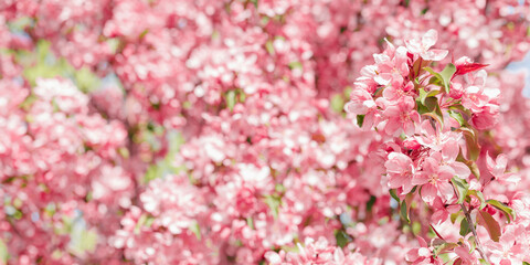 Obraz premium Pink Apple flowers, delicate textures of apple blossoms on bokeh background, empty space banner, pastel color. Minimal nature scenic, spring blooms at natural light, tender vivid natural tones