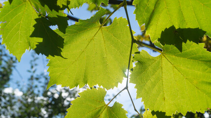 Big large grape leaves illuminated by the sun from the other side. The sun shines on the grape leaves from the other side