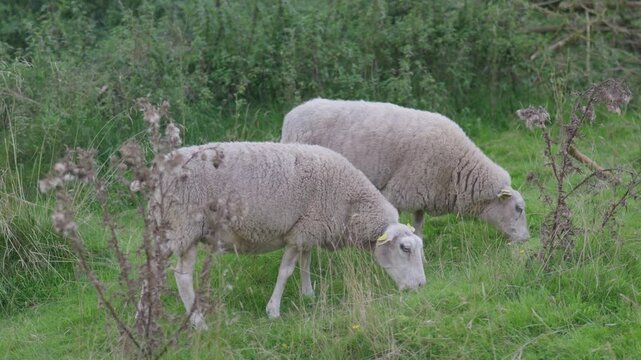 Two sheep are standing next to each other eating grass