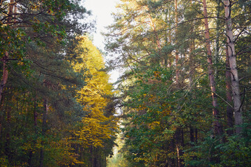 drzewa,jesień © Marcin Łazarczyk