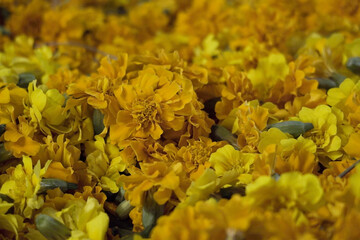 close up of dried flowers