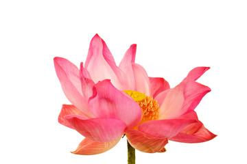 Vibrant Pink Lotus Blossom on White Background
