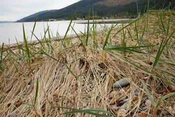A close up September image of Shore Grass in the foreground on the deserted Ardentinny Beach at low tide, Ardentinny. Argyll and Bute, Scotland.