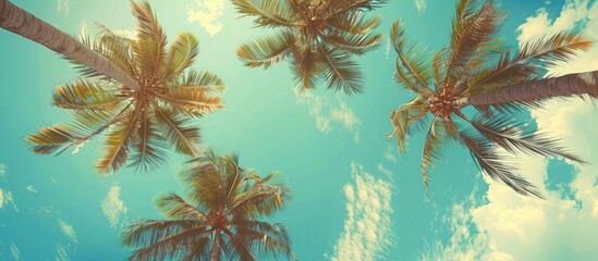 Looking up at blue sky and palm trees, view from below, vintage style, tropical beach and summer background, travel concept