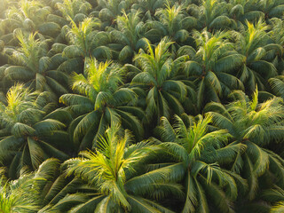 Obraz premium Top view of coconut trees field in the sunrise
