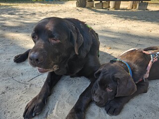 labrador retriever puppy