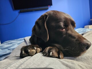labrador retriever puppy looking at camera