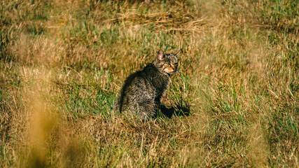 wildcat walking through a grassy field, surrounded by tall grass. The cat has a striped coat with shades of brown and gray, blending with the natural environment.