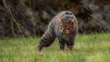 The image shows a wildcat walking on green grass, with a muscular body and a distinctive tabby coat. Its focus seems intense, as if it's hunting or cautiously moving through its natural habitat