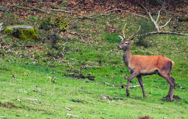 One red deer walking in the nature 