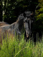 Fototapeta premium black horse with a messy mane under sunlight in a natural setting, with trees in the background. The horse appears to be in a forested area, highlighting its dark coat