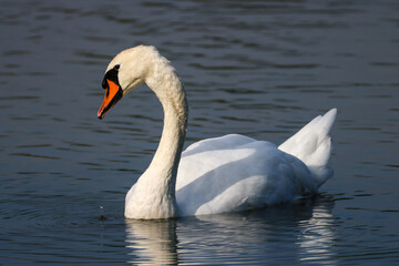 a graceful swan with water drops on the beak