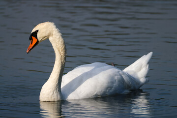 a graceful swan with water drops on the beak
