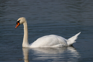 a graceful swan with water drops on the beak
