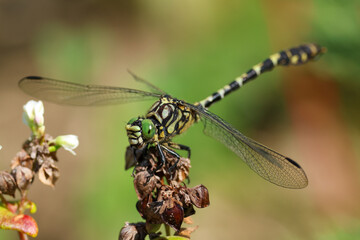 close-up picture of a dragonfly resting on a flower