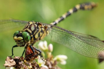 close-up picture of a dragonfly resting on a flower