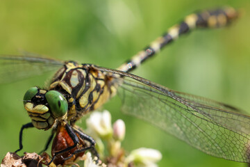 close-up picture of a dragonfly resting on a flower