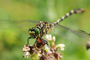close-up picture of a dragonfly resting on a flower