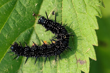 the caterpillar of the peacock butterfly