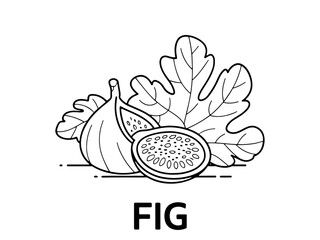 Fig fruit with leaves line art vector illustration
