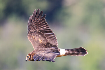a northern harrier in flight