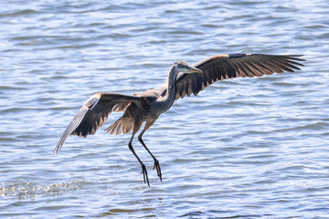 a great blue heron lands in shallow waters