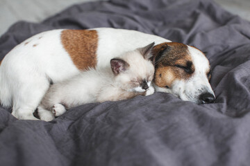 Dog and cat sleeping together