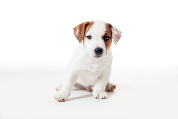 Puppy Isolated on white background