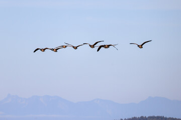 flying canada geese