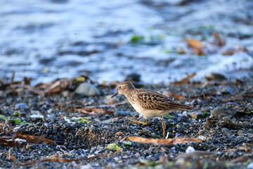 western sandpiper looks for food at the coast of Vancouver Island