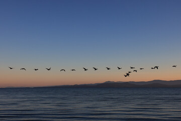 canada geese fly in v-formation off the coast of Vancouver Island