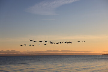 canada geese fly in v-formation off the coast of Vancouver Island © Marcel