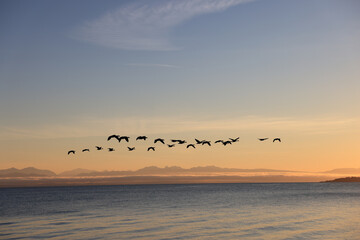 canada geese fly in v-formation off the coast of Vancouver Island